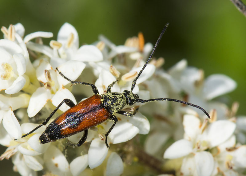 Cerambycidae Stenurella bifasciata ?  S !